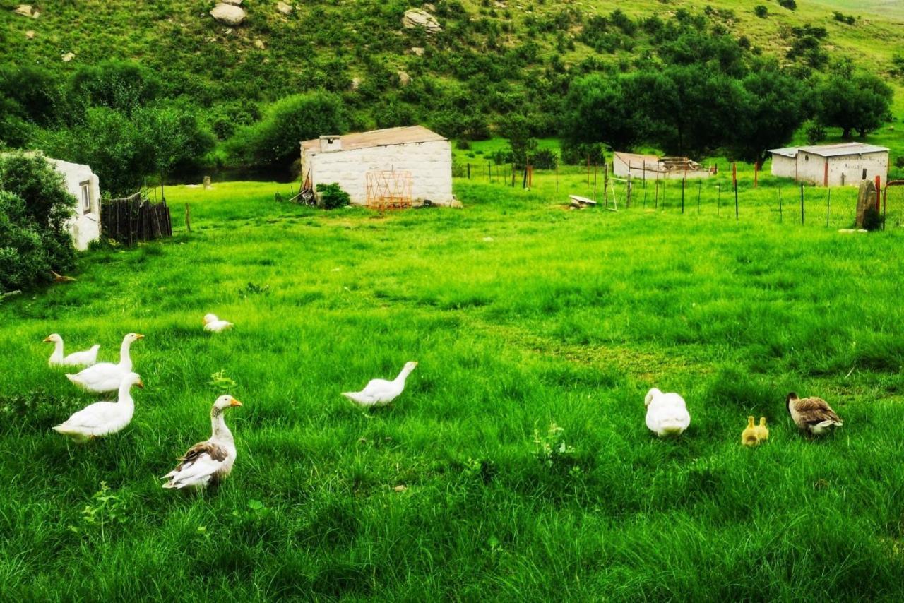 Oban Historical Guest Farm Villa Van Reenen Buitenkant foto